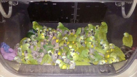 Tráfico de aves: detenido por llevar 146 loros habladores en el baúl
