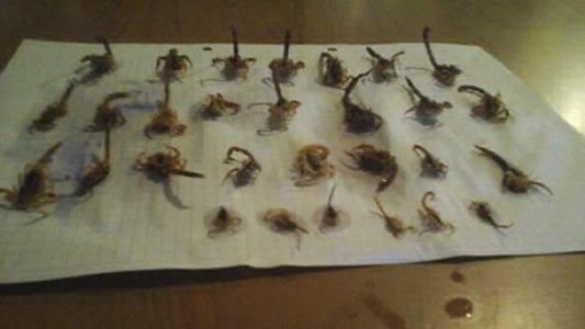 Una familia denuncia que su casa está siendo invadida por alacranes