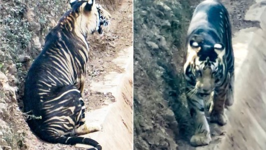 Al borde de la extinción: captan imágenes de un tigre negro