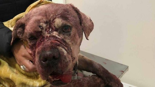 Denunciaron que un hombre torturó hasta la muerte a su perro dogo