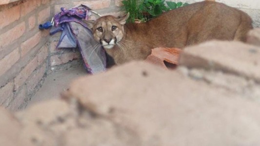 Jujuy: salió de su casa y encontró un puma en la puerta