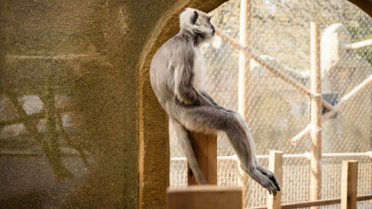 Estudio: monos de zoológico prefieren el ruido del tránsito antes que el de la naturaleza