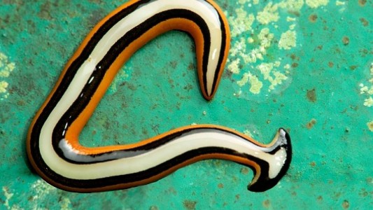 El extraño gusano hallado que sobrevive pese a que lo corten en 300 partes