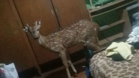 Apareció Bambi en el dormitorio: el video de la insólita visita de un ciervo a una familia