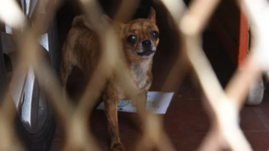 Imputarán a la mujer que tenía 199 perros dentro de la casa