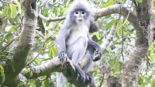 Descubrieron una nueva especie de primate: "Ya está en peligro de extinción"