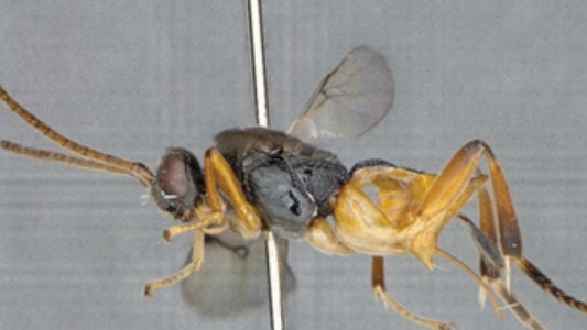 Descubren una aterradora avispa "Godzilla" en Japón que ataca a sus víctimas bajo el agua