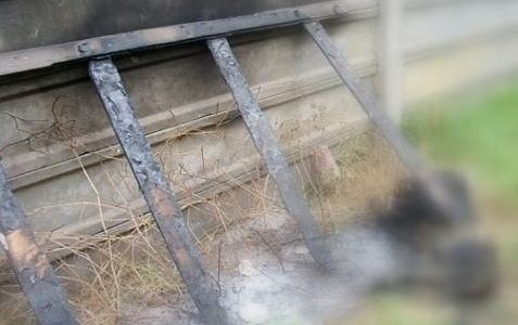 Salvaje ataque a un perro en Gualeguaychú