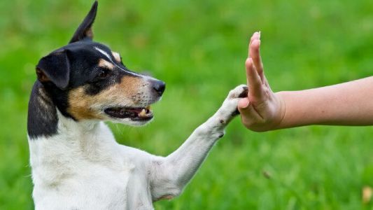 Proponen adiestrar perros callejeros para que ayuden a bomberos, policías y personas con discapacidad