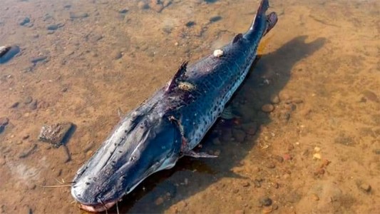 Bajante del río Uruguay: la triste imagen de un surubí y el escaso nivel de agua
