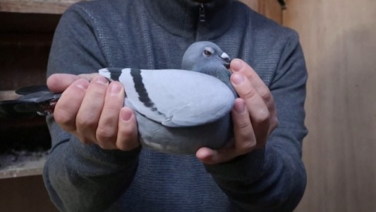 Un coleccionista chino pagó 1,9 millones de dólares por una paloma mensajera