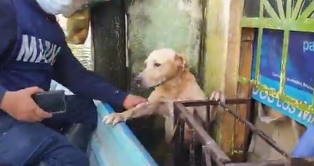 Video: el rescate de un perro en la inundación en México