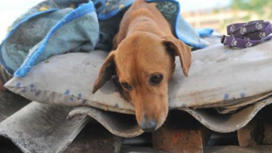 Horror en Córdoba: Entraron a un refugio de perros y masacraron a 37 mientras dormían