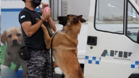 Distinguen al centro de entrenamientos de perros de la aduana como uno de los mejores de la región