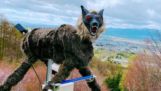 Video: ponen "lobos monstruos" para ahuyentar a los osos