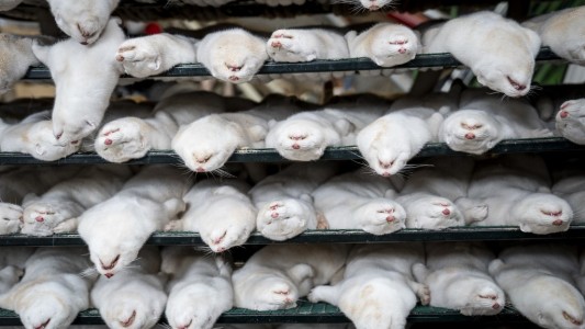 Irlanda también sacrifica a los visones por temor a mutación del coronavirus