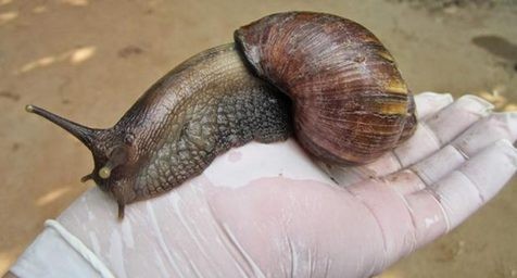Declaran al caracol gigante africano como "especie exótica invasora" y dañino para la salud