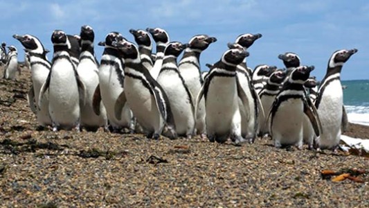 Cuarentena: aumentaron los pingüinos de Magallanes