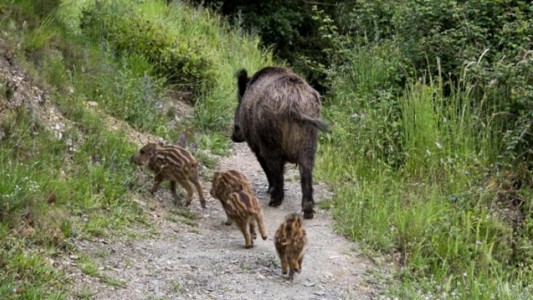 Corrientes: consideran plaga al jabalí y habilitan su caza sin límite