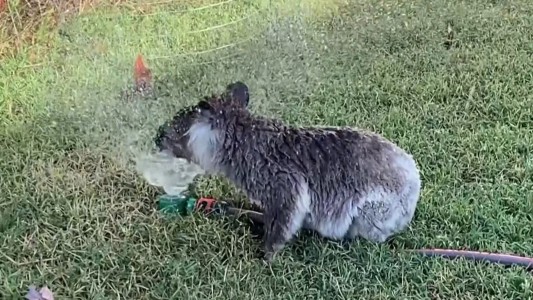 A falta de lluvias, un koala se refugia en un regador