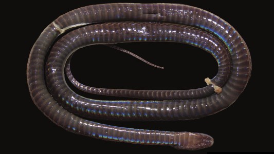 Descubren una nueva especie de serpiente: tiene piel brillante e iridiscente