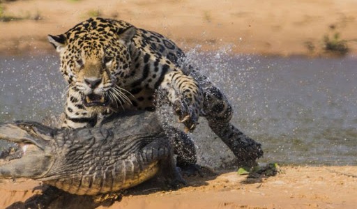 Video: Un guepardo intenta saciar su sed y cae en las fauces de un cocodrilo