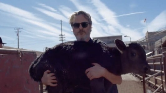 "Gunda": el nuevo documental de Joaquin Phoenix para convencer sobre el veganismo