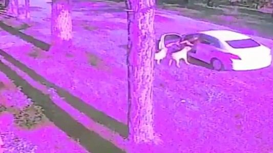 Video: Abandonó a sus perros Golden y escapó en auto