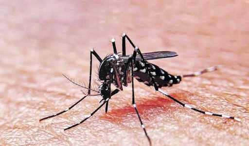 Lanzaron un plan estratégico para combatir al dengue en el territorio bonaerense
