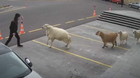 Rebelión en la Granja: Animales tomaron una ciudad turca y persiguieron a peatones