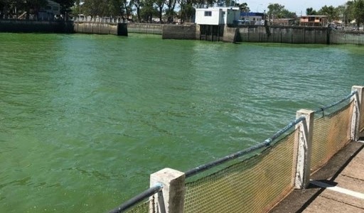 Colocarán barreras especiales ante las cianobacterias en el Río de la Plata
