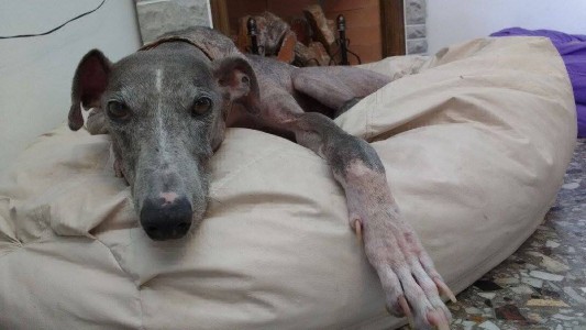 Más adopciones de galgos luego de la sanción de la ley que prohíbe las carreras