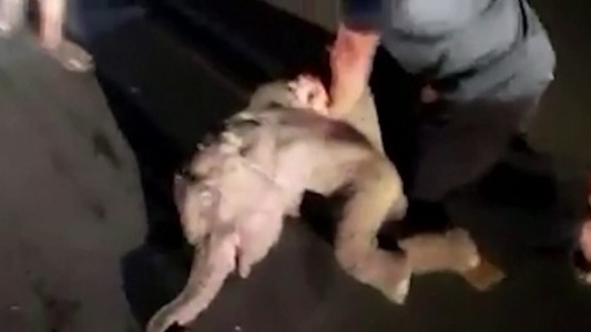 Desesperado RCP para salvar a un elefantito atropellado por una moto