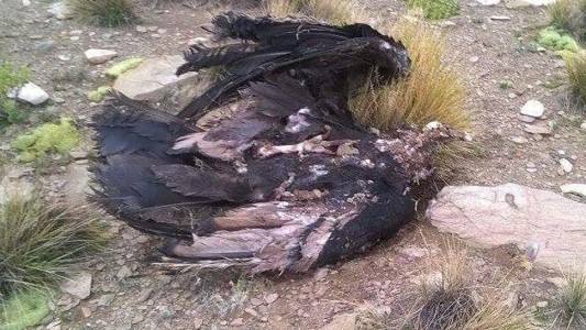 Horror en Jujuy: hallaron 19 cóndores muertos en la puna