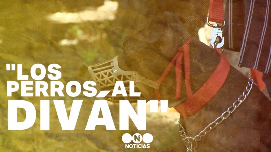 Perros, al diván: habla un psicólogo especializado en mascotas