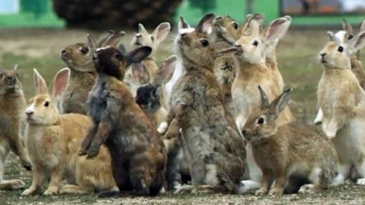 Declaran a los conejos como "especie dañina": sigue la polémica sobre su erradicación en Ushuaia