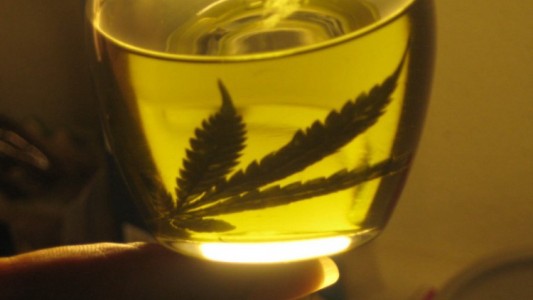 Mendoza aprobó el uso medicinal del aceite de cannabis
