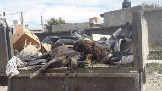 Una imagen que duele: hallan varios perros envenenados en un barrio de Viedma