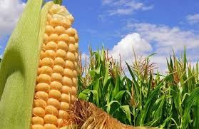 El Gobierno suspendió la exportación de maíz