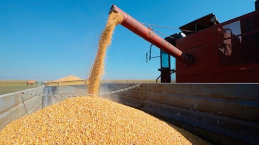 Restricción a la exportación de maíz: afirman que se perderán 810 millones de dólares