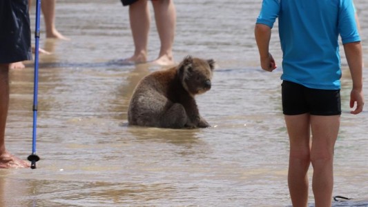 Video: un koala sorprendió a los veraneantes en la playa y una especialista lanzó una advertencia