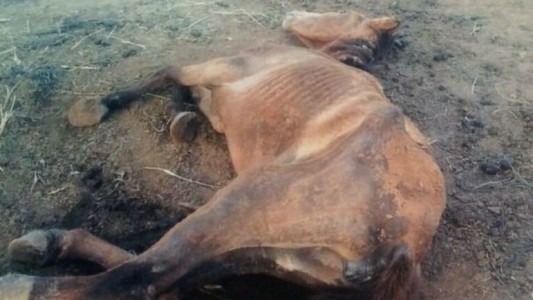 Denuncian a la Policía Bonaerense por el brutal maltrato a caballos