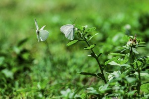 Las mariposas pirpintos, "un espectáculo natural" que colorea por estos días el cielo santiagueño