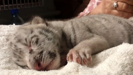 Nació una tigresa blanca en peligro de extinción en el zoológico de Nicaragua