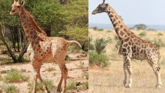 Video: hallaron dos jirafas enanas que tienen la mitad de la altura usual