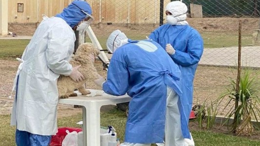 Coronavirus en animales: cuáles son los síntomas y cómo hay que cuidarlos