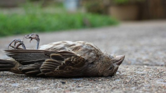 Alertan sobre el riesgo de contraer psitacosis por la manipulación de aves silvestres muertas