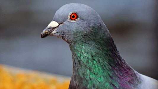 Una paloma estadounidense que cruzó el océano es considerada un "riesgo de bioseguridad para la fauna aviar" en Australia
