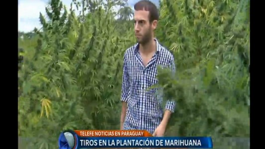 Tiros en la plantación de marihuana