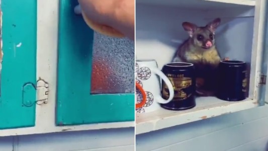 Video: abrió la alacena y encontró un animal